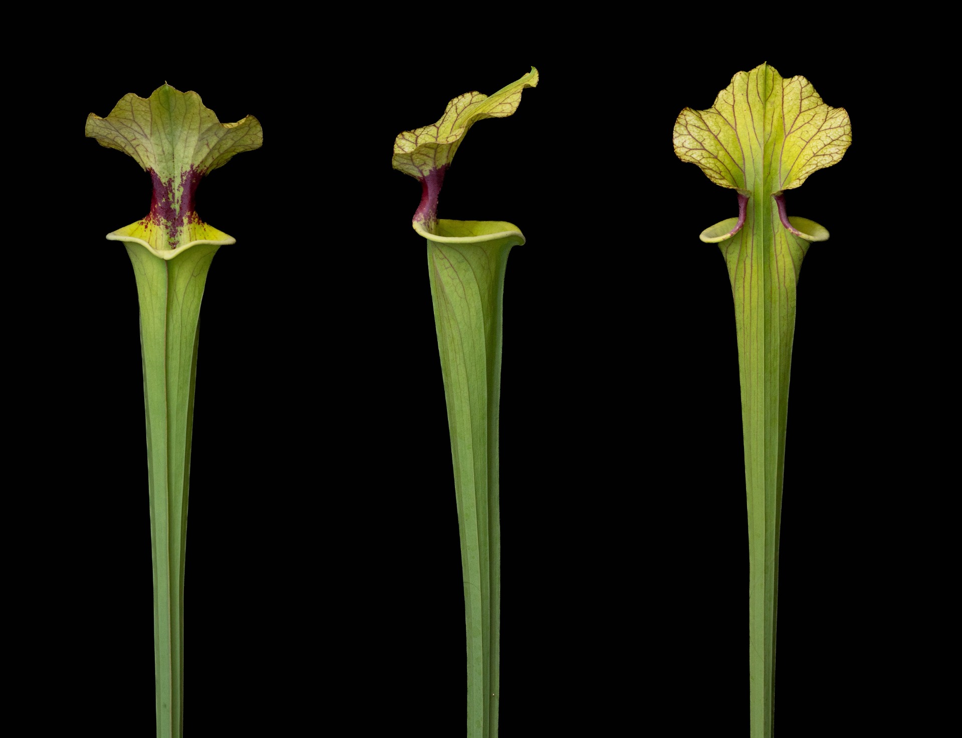 S. x moorei 'Brooks Hybrid'