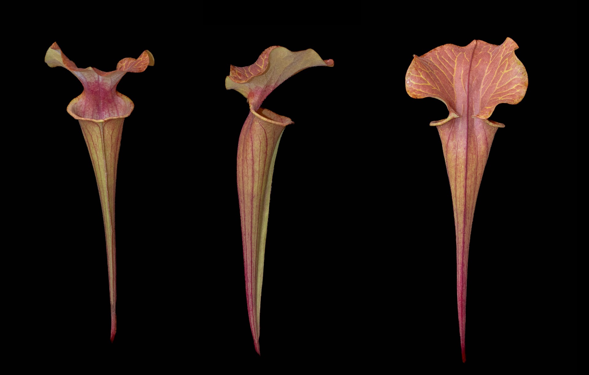 S. x (S. flava var. maxima x S. purp. ssp. venosa "Inverted veins") Clone B Srba