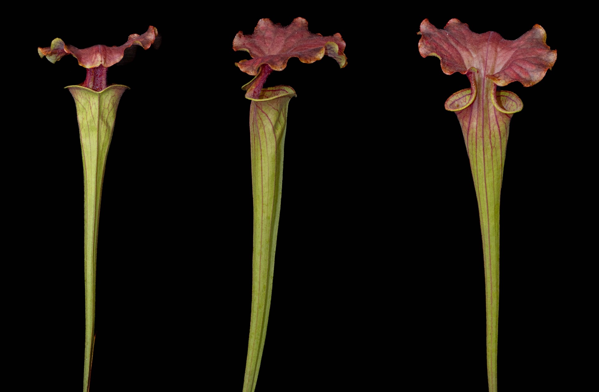 S. flava var. atropurpurea 'Kimber Red Ruffles'