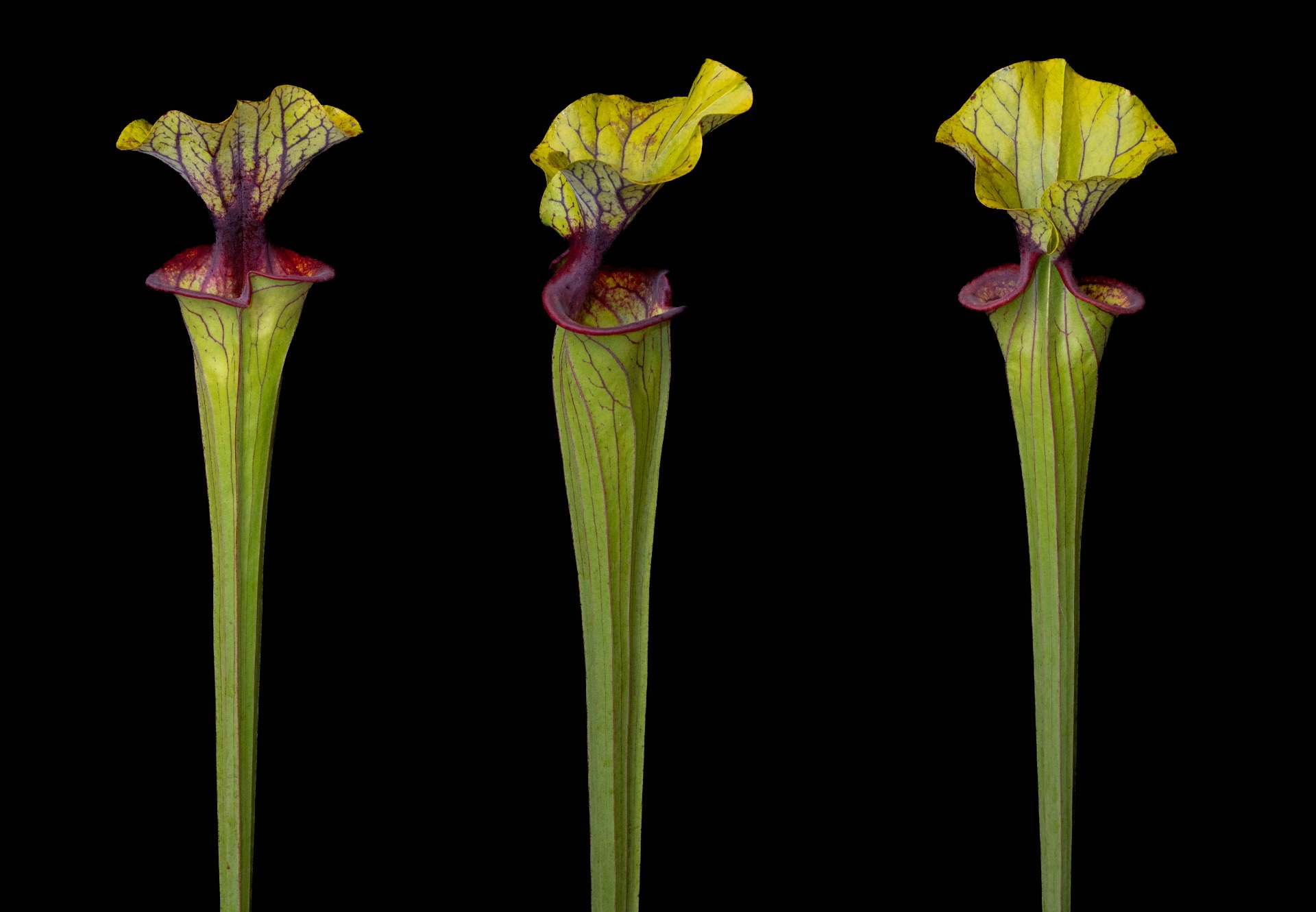 S. flava var. ornata solid red throat Apalachicola-FL MK F88