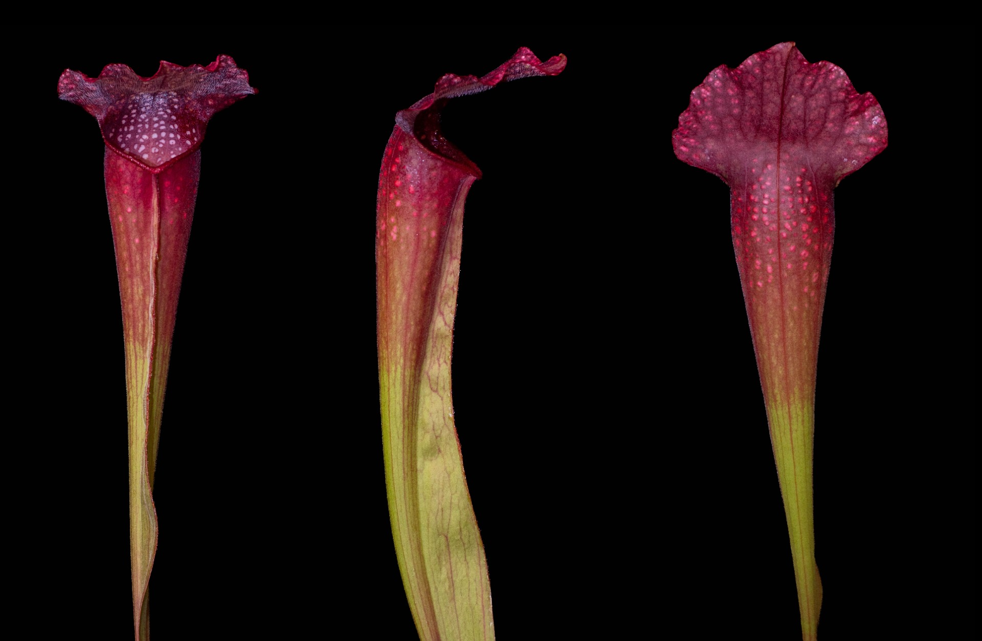 S. x 'Rudolf II'