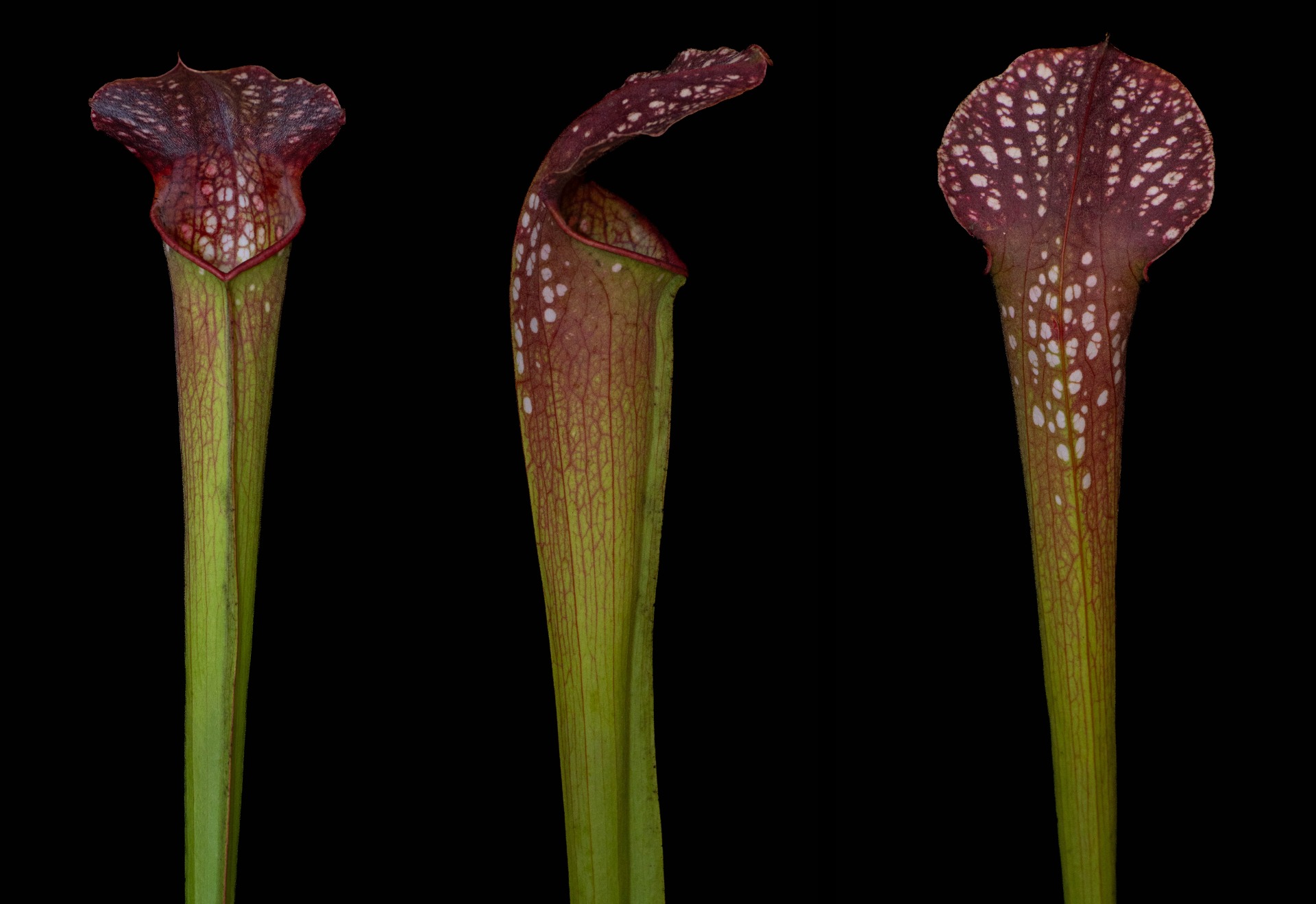 S. x(minor x leucophylla)