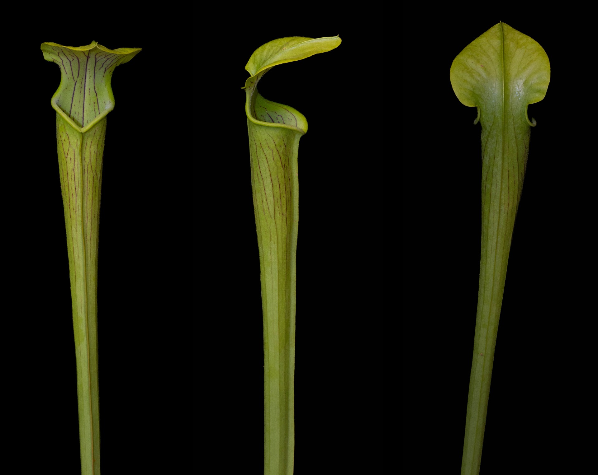 S. alata var. alata double flower