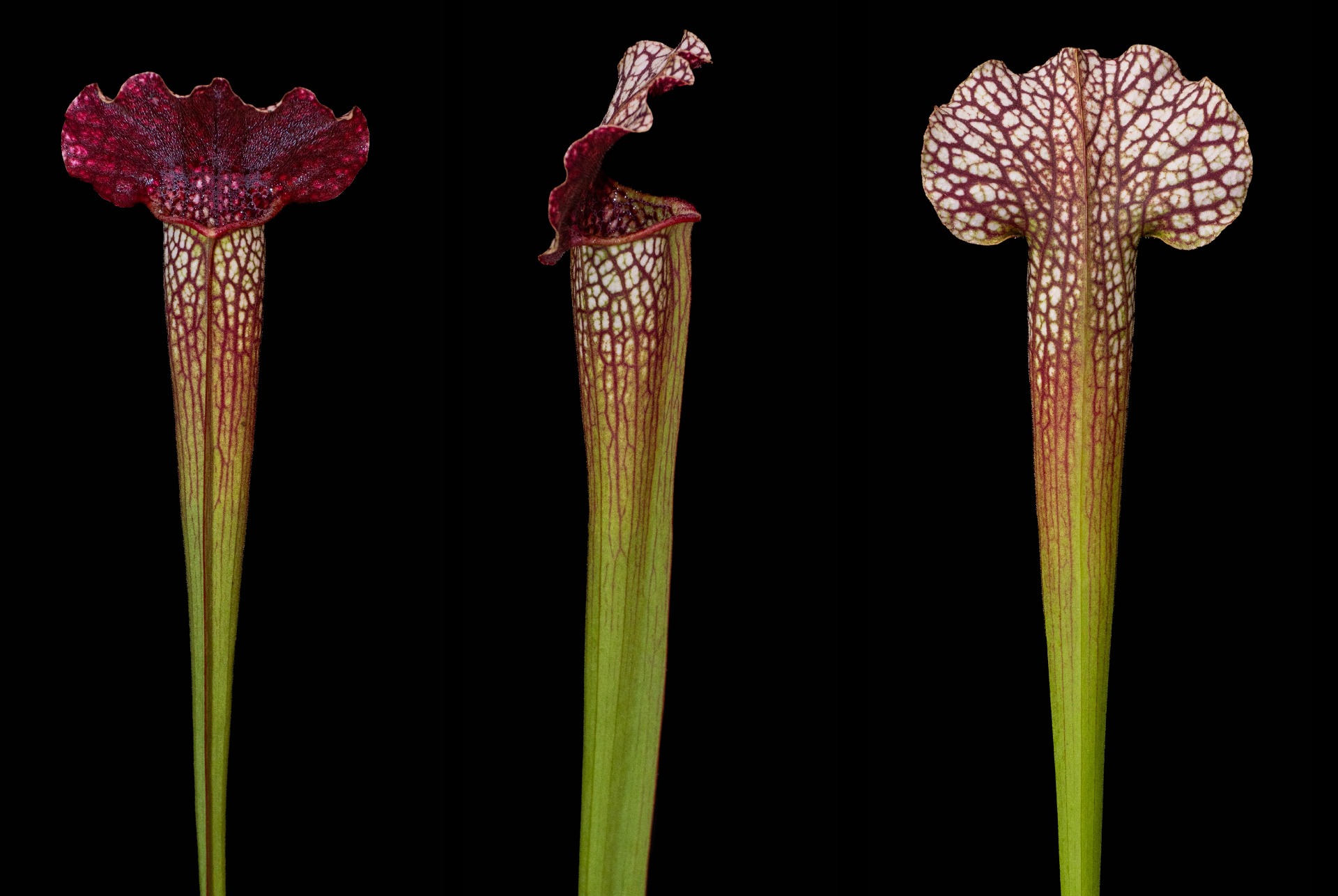 S. x 'Rita Soper'
