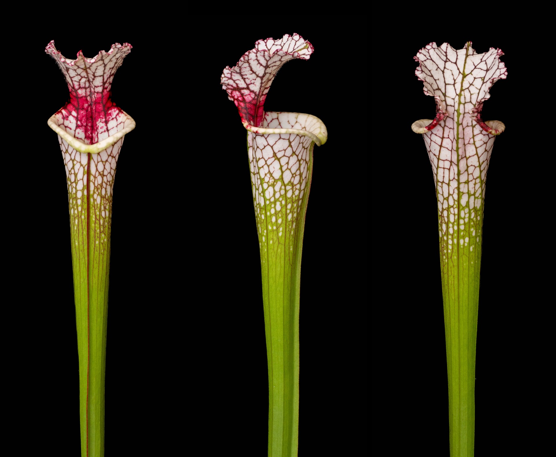 S. leucophylla "Red stripe throat" SL61 AC