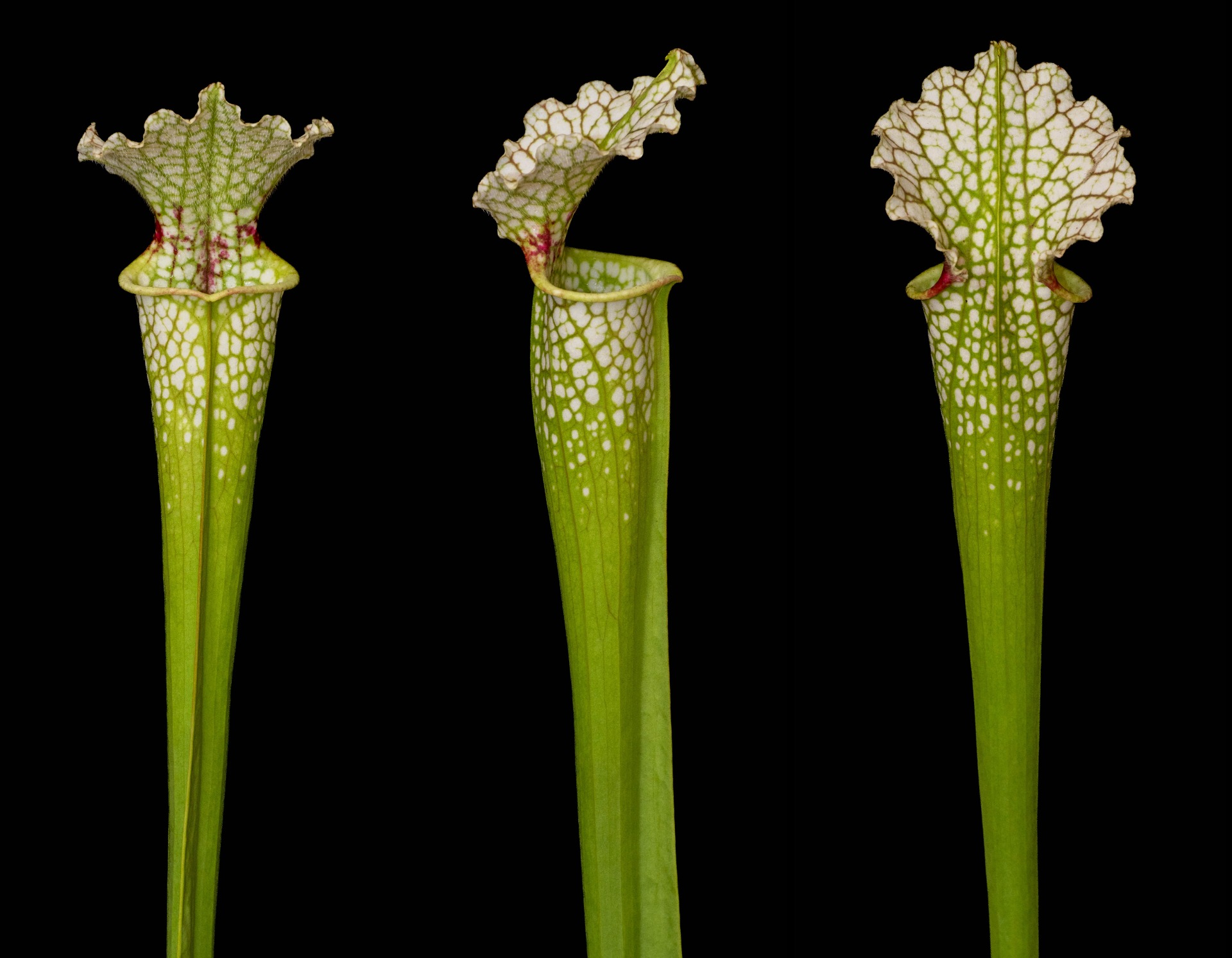 S. x 'Wilkerson white knight'