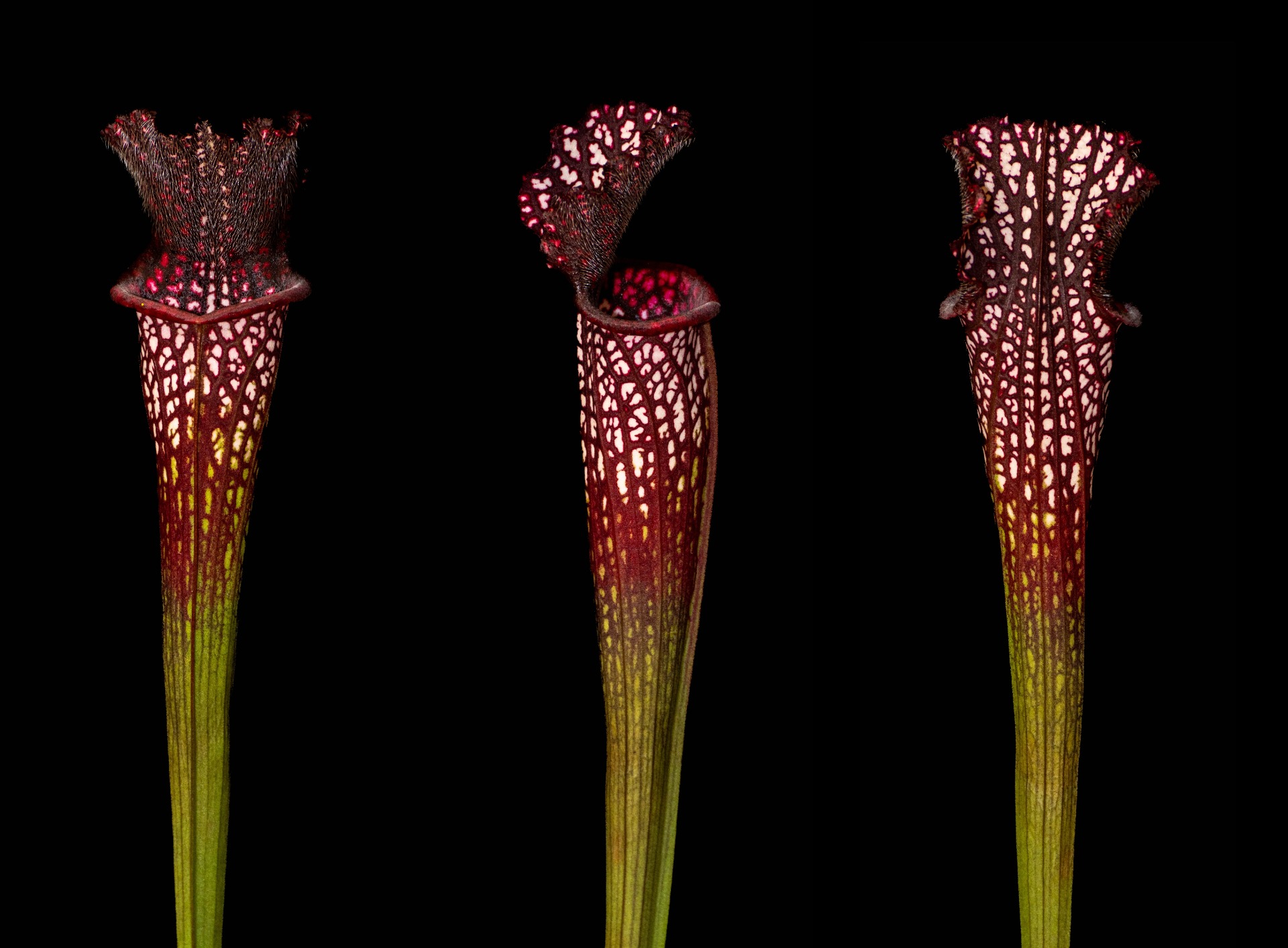 S. leucophylla 'Black Sheer'